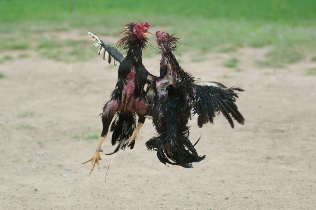 Chọi gà ở Việt Nam, Môn thể thao phổ biến và truyền thống