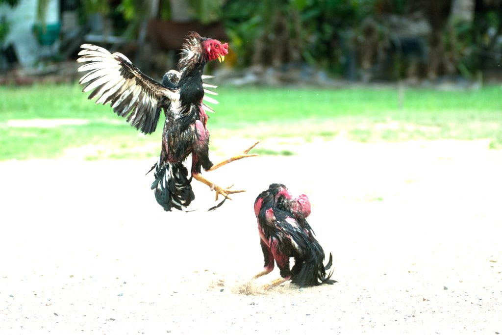 Chọi gà ở Việt Nam, Môn thể thao phổ biến và truyền thống